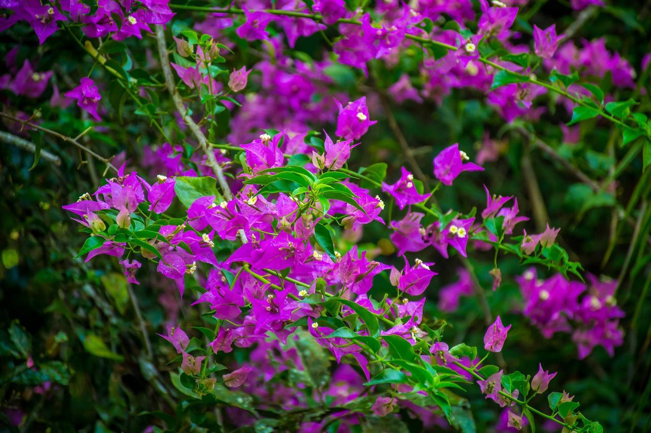 קאוויטה The Goddess Garden Eco-Resort מראה חיצוני תמונה